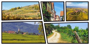 Virée à travers le vignoble