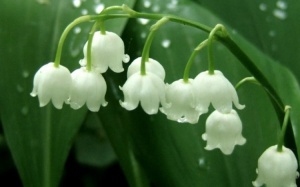 muguet du 1er mai