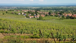 Les vignobles autour d'Andlau