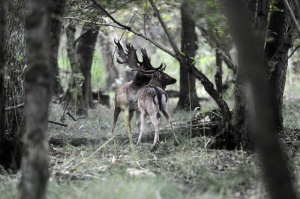 La forêt et ses habitants au début de l'automne