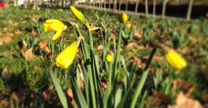 jonquilles 2020 vosges