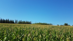 5 août 2020 Houblonnière Wingersheim les 4 bans -3