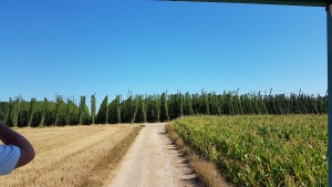 5 août 2020 Houblonnière Wingersheim les 4 bans -1