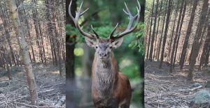 Cerf en forêt