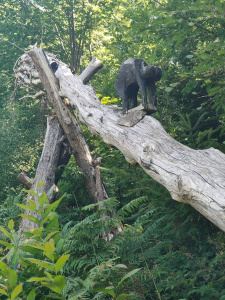 randonnée sentiers des fontaines à schnaps du 8 juillet 2022 - 12