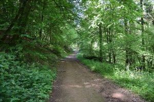 26 juillet 2023 Randonnée sur le sentier des moines (St Colomban) Raddon le chat pendu Annegray, mille étang (70) - 1