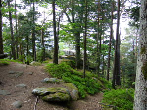 Sentier débouchant sur le sommet du Chalmont