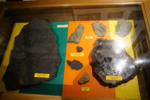 Fossiles du Stéphanien issues Kohlberg à gauche et au milieu - Maison du Val de Villé