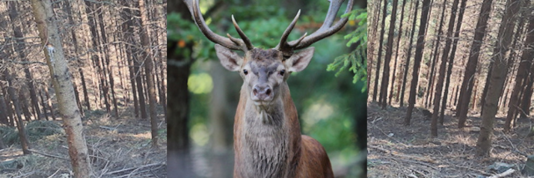 Scandale en Alsace, l’ONF veut la disparition du cerf et du daim !