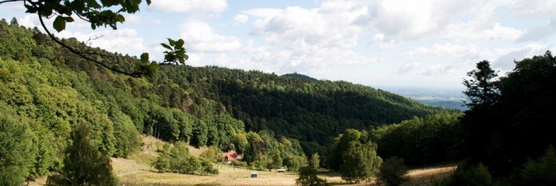 Randonnée vignoble, Huhnawihr, Ribeauvillé, le 24 février 2019