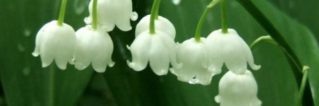 Les sorties de Mai 2018